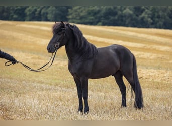 Kuc islandzki, Wałach, 6 lat, 140 cm, Kara