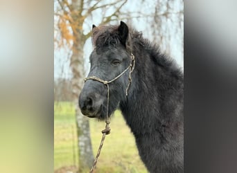 Kuc islandzki, Wałach, 6 lat, 140 cm, Kara