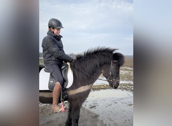 Kuc islandzki, Wałach, 6 lat, 141 cm, Kara