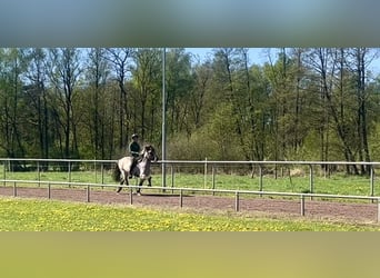 Kuc islandzki, Wałach, 6 lat, 142 cm, Bułana