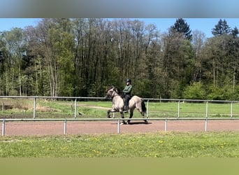 Kuc islandzki, Wałach, 6 lat, 142 cm, Bułana