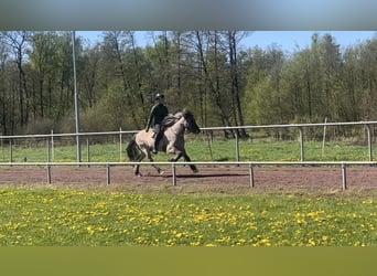Kuc islandzki, Wałach, 6 lat, 142 cm, Bułana