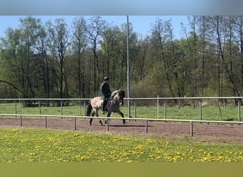 Kuc islandzki, Wałach, 6 lat, 142 cm, Bułana