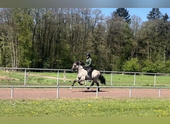 Kuc islandzki, Wałach, 6 lat, 142 cm, Bułana