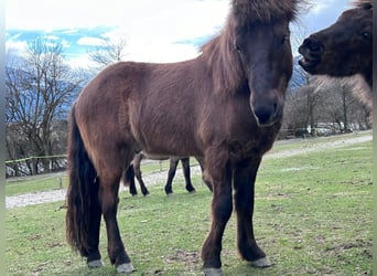 Kuc islandzki, Wałach, 6 lat, 144 cm, Kara