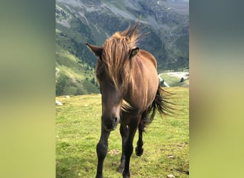 Kuc islandzki, Wałach, 6 lat, 144 cm, Kara