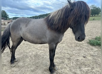 Kuc islandzki, Wałach, 6 lat, 145 cm, Karodereszowata