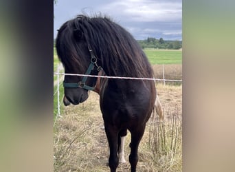 Kuc islandzki, Wałach, 6 lat, 146 cm, Srokata
