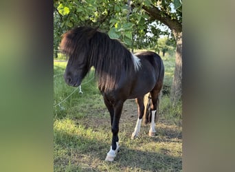 Kuc islandzki, Wałach, 6 lat, 146 cm, Srokata