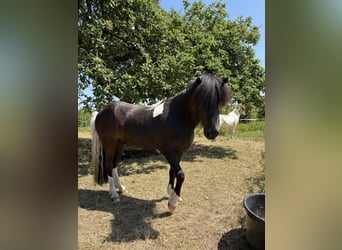 Kuc islandzki, Wałach, 6 lat, 146 cm, Srokata