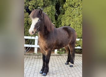 Kuc islandzki, Wałach, 6 lat, 150 cm, Skarogniada