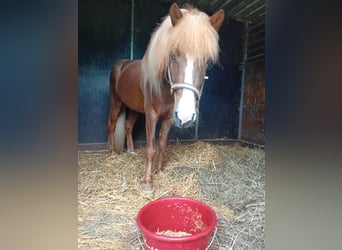 Kuc islandzki, Wałach, 7 lat, 132 cm, Kasztanowata