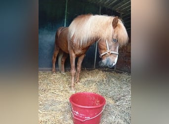 Kuc islandzki, Wałach, 7 lat, 132 cm, Kasztanowata