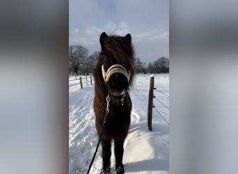 Kuc islandzki, Wałach, 7 lat, 136 cm, Kara