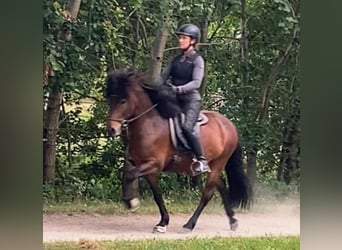 Kuc islandzki, Wałach, 7 lat, 138 cm, Gniada