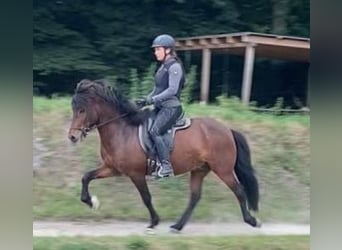 Kuc islandzki, Wałach, 7 lat, 138 cm, Gniada
