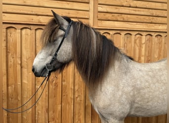 Kuc islandzki, Wałach, 7 lat, 138 cm, Jelenia
