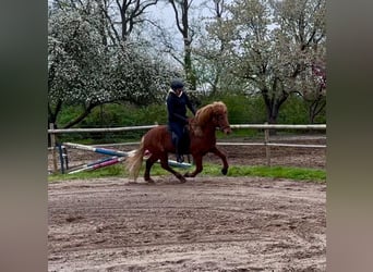 Kuc islandzki, Wałach, 7 lat, 140 cm, Kasztanowata