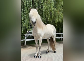 Kuc islandzki, Wałach, 7 lat, 140 cm, Siwa