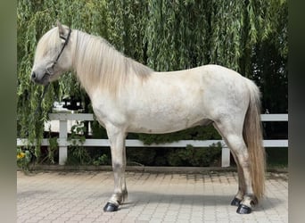 Kuc islandzki, Wałach, 7 lat, 140 cm, Siwa