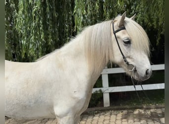 Kuc islandzki, Wałach, 7 lat, 140 cm, Siwa
