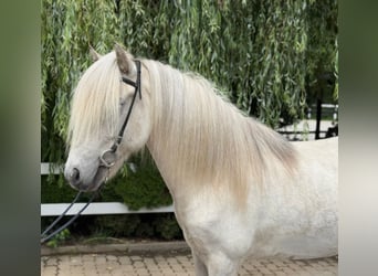 Kuc islandzki, Wałach, 7 lat, 140 cm, Siwa
