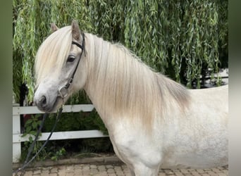 Kuc islandzki, Wałach, 7 lat, 140 cm, Siwa
