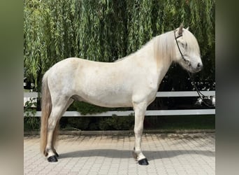 Kuc islandzki, Wałach, 7 lat, 140 cm, Siwa