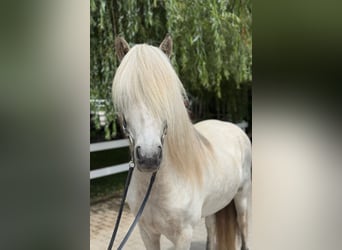 Kuc islandzki, Wałach, 7 lat, 140 cm, Siwa