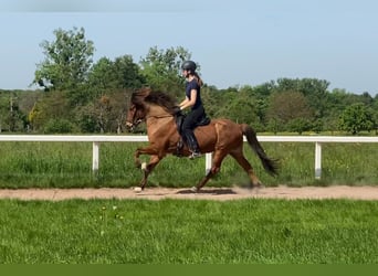 Kuc islandzki, Wałach, 7 lat, 143 cm, Gniada