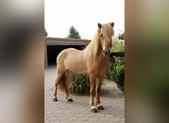 Kuc islandzki, Wałach, 7 lat, 144 cm, Bułana