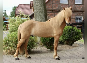 Kuc islandzki, Wałach, 7 lat, 144 cm, Bułana