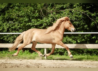 Kuc islandzki, Wałach, 7 lat, 144 cm, Bułana