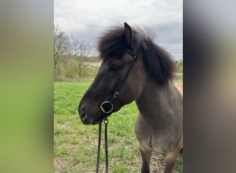 Kuc islandzki, Wałach, 7 lat, 149 cm, Bułana