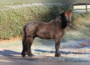 Kuc islandzki, Wałach, 8 lat, 143 cm, Kara