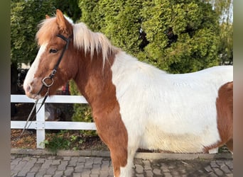 Kuc islandzki, Wałach, 8 lat, 144 cm, Srokata