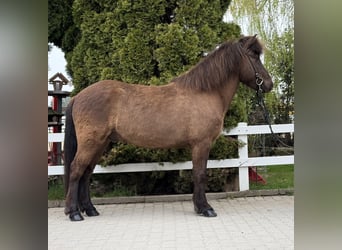 Kuc islandzki, Wałach, 8 lat, 146 cm, Kara