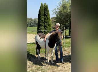 Kuc islandzki, Wałach, 9 lat, 132 cm, Srokata