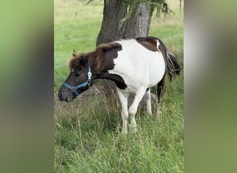 Kuc islandzki, Wałach, 9 lat, 132 cm, Srokata