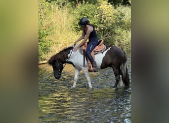 Kuc islandzki, Wałach, 9 lat, 132 cm, Srokata