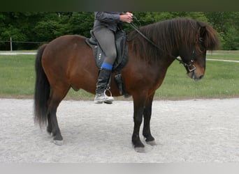 Kuc islandzki, Wałach, 9 lat, 136 cm, Gniada