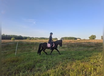 Kuc islandzki, Wałach, 9 lat, 140 cm, Kara