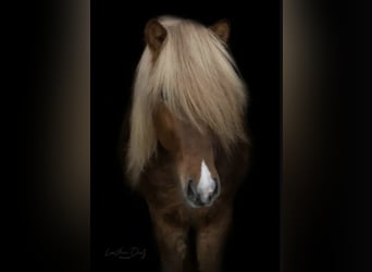 Kuc islandzki, Wałach, 9 lat, 141 cm, Kasztanowata