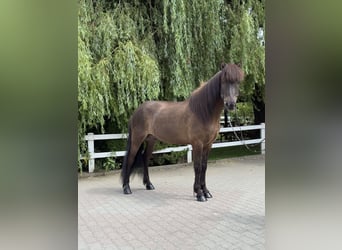 Kuc islandzki, Wałach, 9 lat, 146 cm, Kara