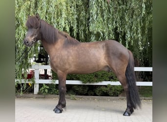 Kuc islandzki, Wałach, 9 lat, 146 cm, Kara