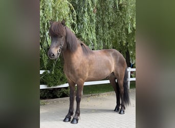 Kuc islandzki, Wałach, 9 lat, 146 cm, Kara