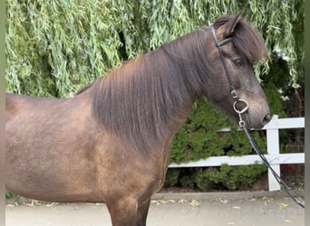 Kuc islandzki, Wałach, 9 lat, 146 cm, Kara