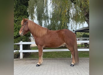 Kuc islandzki, Wałach, 9 lat, 147 cm, Kasztanowata