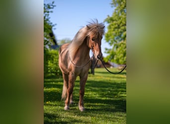 Kuc islandzki, Wałach, 10 lat, 138 cm, Jasnogniada