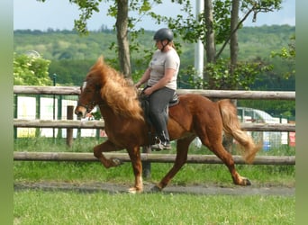 Kuc islandzki, Wałach, 11 lat, 142 cm, Kasztanowata